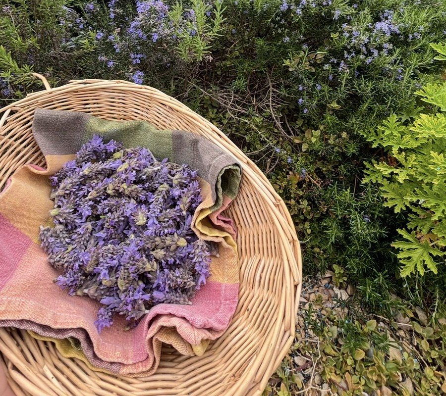 Lavender harvested
