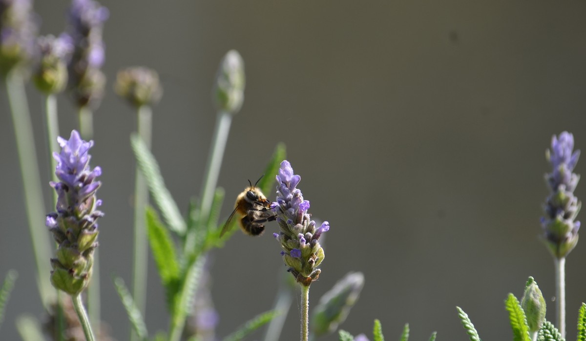 Bee on lavender in Melissa's garden