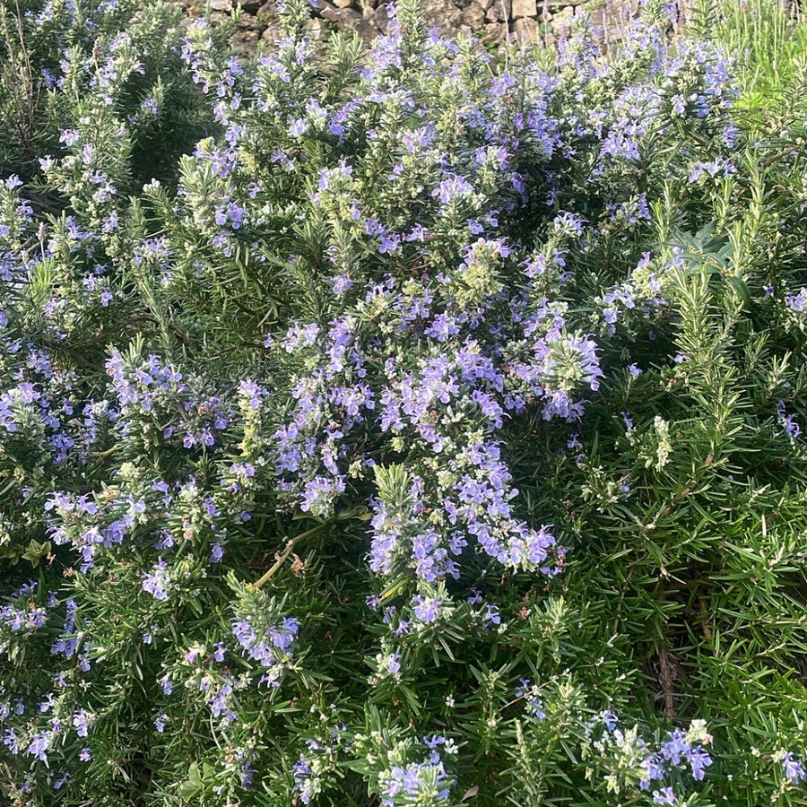 Rosemary in bloom